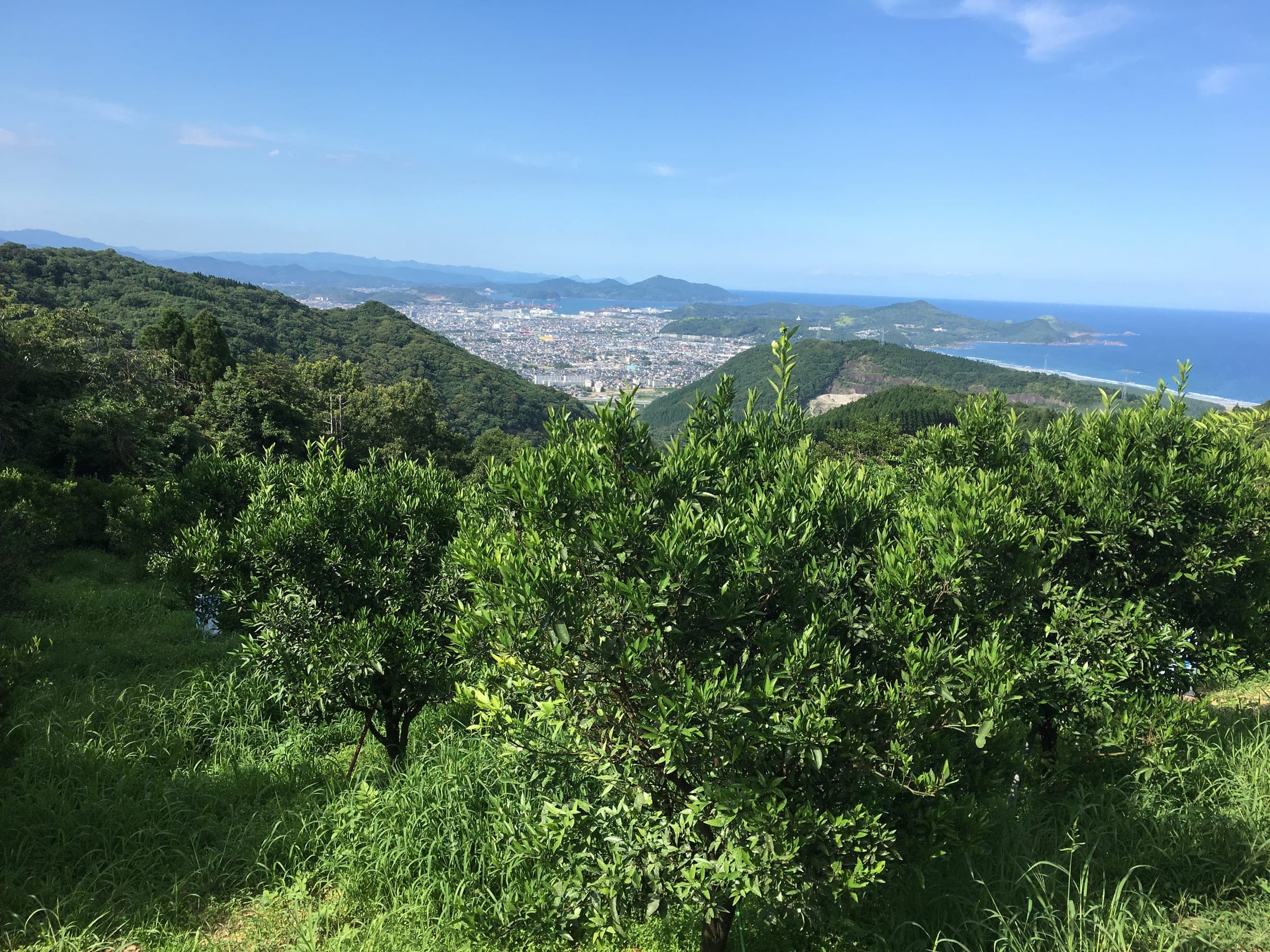 宮崎県日向市、山の上に広がるへべす畑と海の眺望